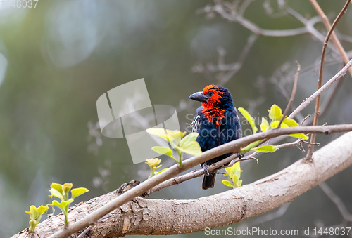 Image of Black-billed Barbet, Ethiopia wildlife