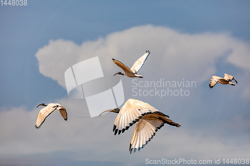 Image of bird African Sacred Ibis, Ethiopia safari wildlife