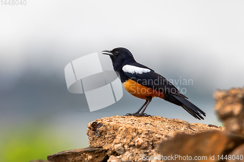 Image of Mocking Cliff Chat in Ethiopia, Africa wildlife