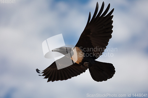 Image of flying Pied Crow Ethiopia Africa safari wildlife