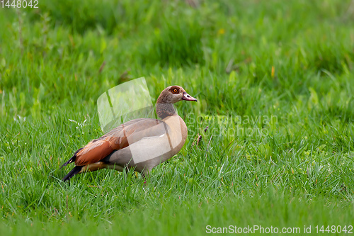 Image of Egyptian Goose, Ethiopia wildlife