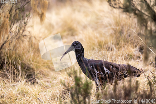 Image of Wattled Ibis, Ethiopia wildlife, Africa