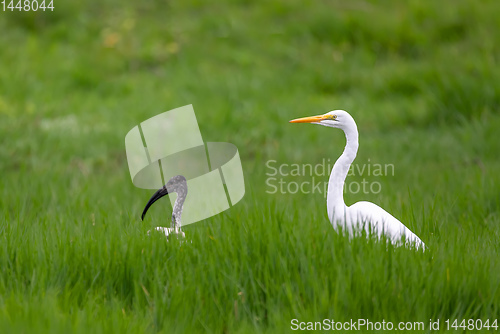 Image of Great white egret, Ethiopia wildlife