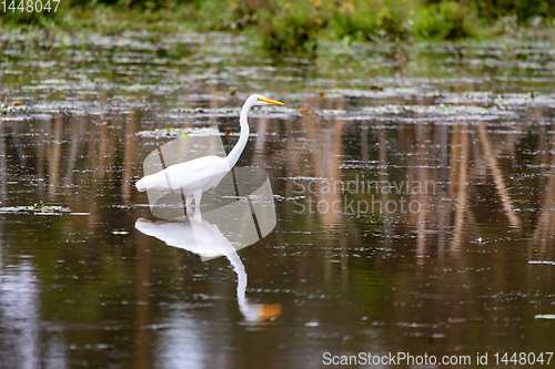 Image of Great white egret, Ethiopia wildlife