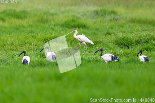 Image of African spoonbill and Sacred irbis, Ethiopia wildlife