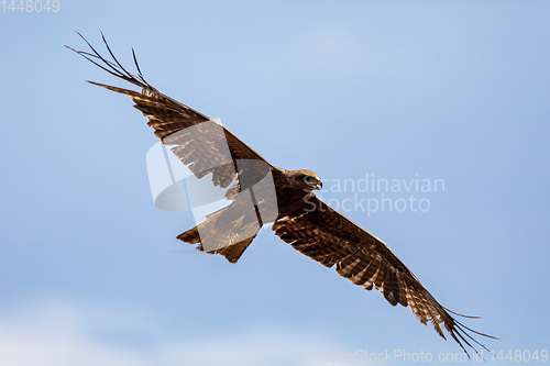 Image of Black kite flying, Ethiopia safari wildlife