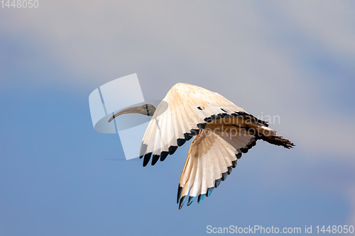 Image of bird African Sacred Ibis, Ethiopia safari wildlife