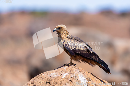 Image of Black kite, Ethiopia safari wildlife