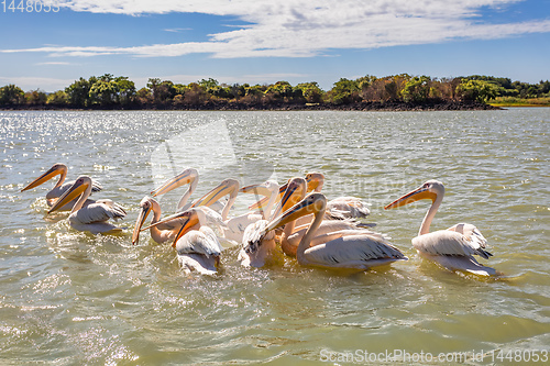 Image of Great White Pelicans, Ethiopia, Africa wildlife