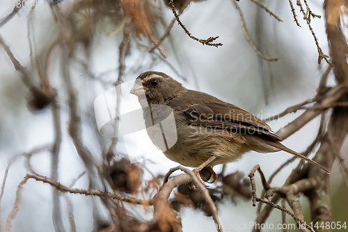 Image of bird brown-rumped seedeater, Africa. Ethiopia wildlife