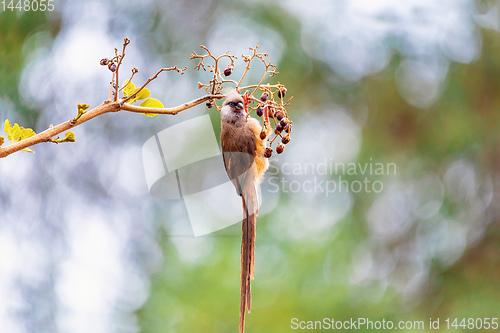 Image of Speckled mousebird, Ethiopia wildlife