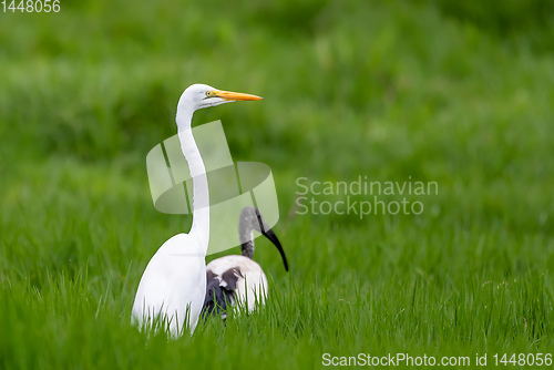 Image of Great white egret, Ethiopia wildlife