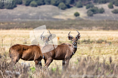 Image of Mountain nyala, Ethiopia, Africa wildlife