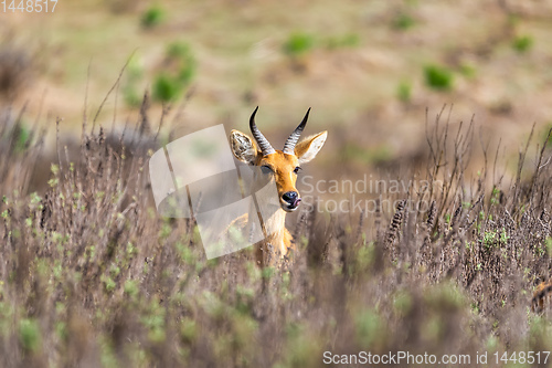 Image of mountain reedbuck Ethiopia Africa wildlife