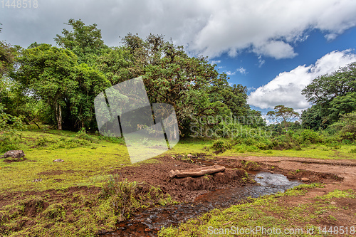Image of Harenna Forest in Bale Mountains, Ethiopia
