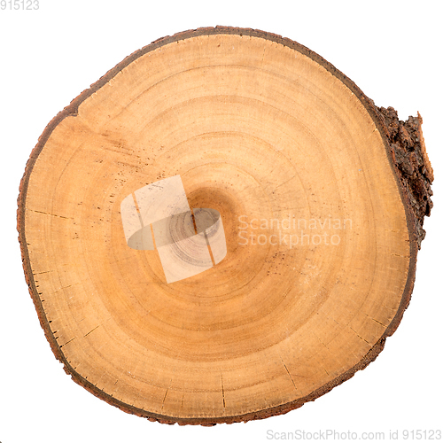 Image of Wood log slice