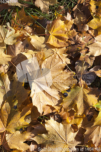 Image of The fallen maple leaves