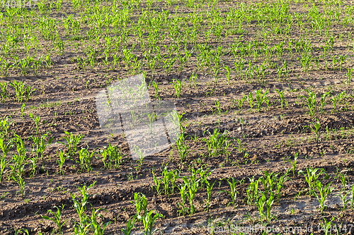 Image of green leaves of corn