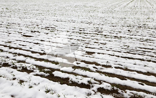 Image of Snow drifts in winter