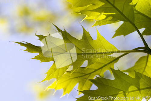Image of bright green foliage of oak