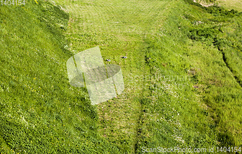 Image of mowed green grass