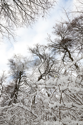 Image of Winter park with snow