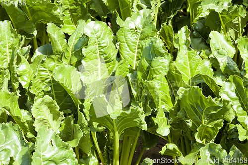 Image of green beet tops