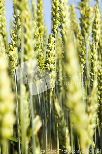 Image of green unripe ears of rye