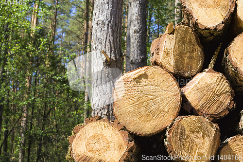 Image of sawed and piled large logs