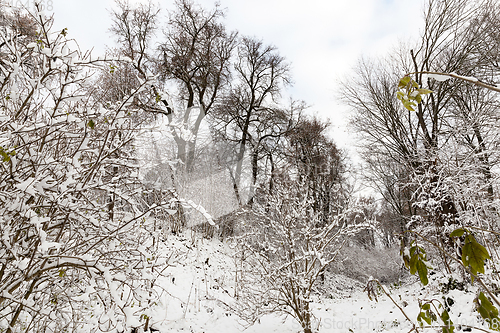 Image of snow-covered trees and bushes