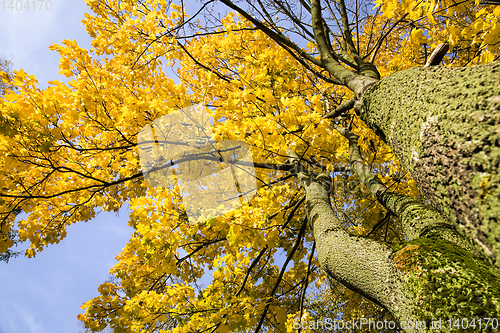 Image of yellow and other foliage