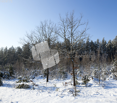 Image of Snow drifts in winter