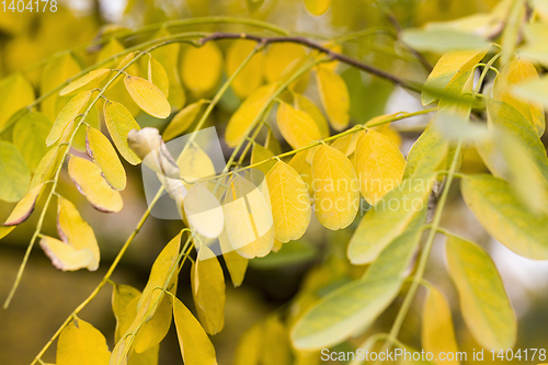 Image of tree in autumn season