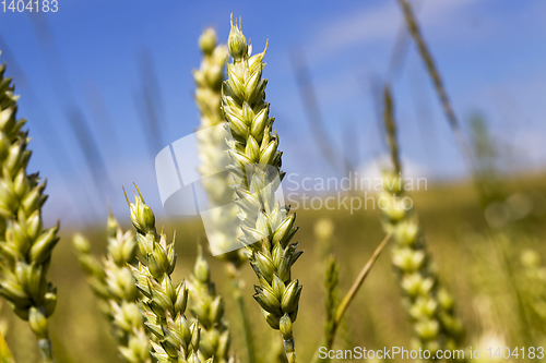 Image of green rye ears