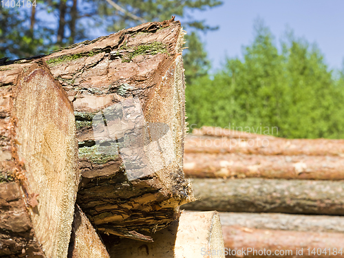 Image of sawed and piled large logs