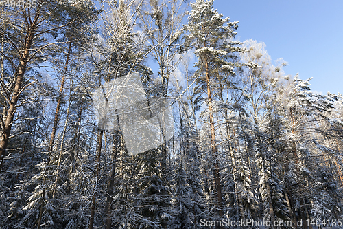 Image of Trees in winter