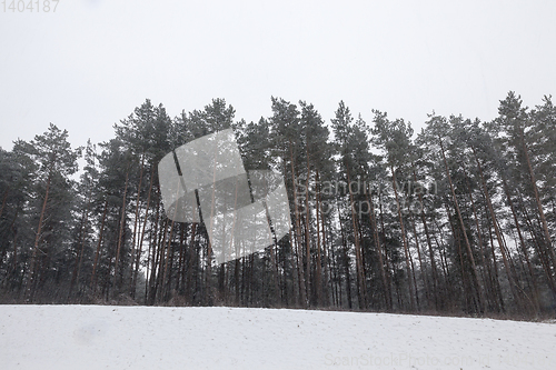 Image of Snow drifts in winter