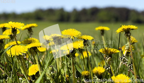 Image of yellow dandelions