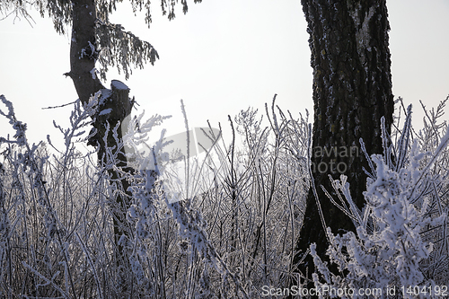 Image of The forest in winter