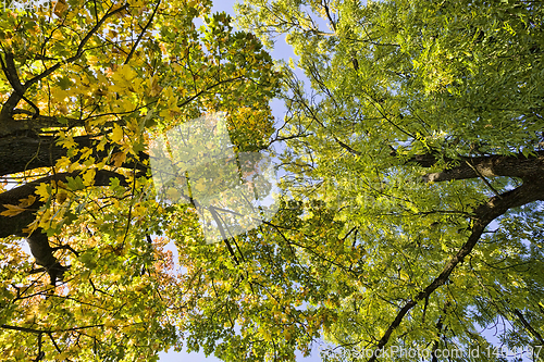 Image of trees with colorful leaves