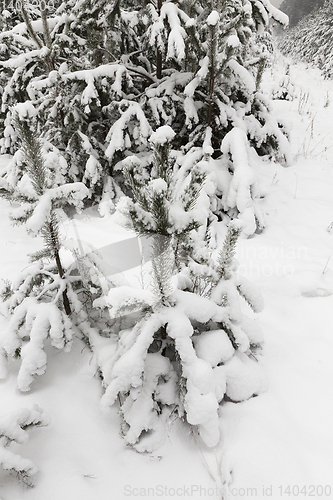 Image of Snow drifts in winter