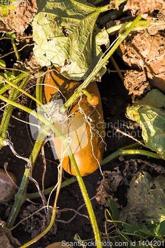 Image of orange cucumber