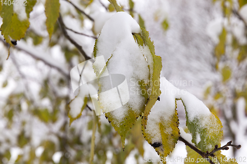 Image of forest in winter