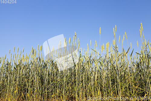 Image of An agricultural field with a crop