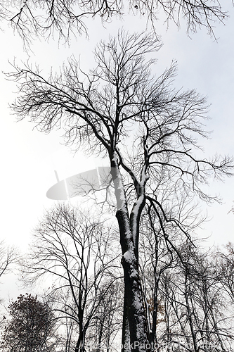 Image of trees in the forest in winter