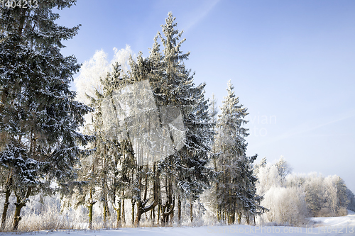 Image of The forest in winter