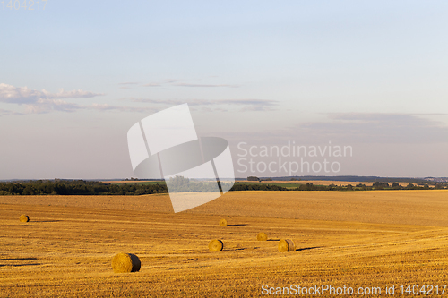 Image of cereal crop, close-up