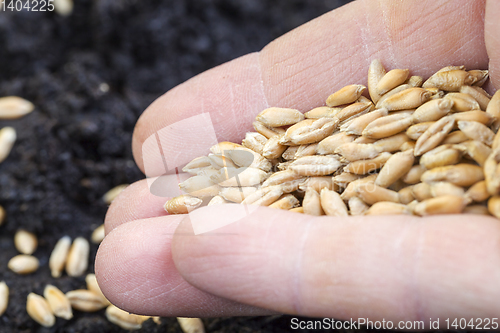 Image of sowing grain hand soil