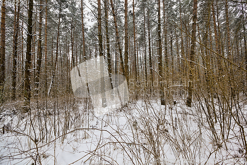 Image of The forest in winter