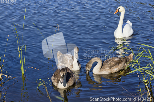 Image of the family of young swans
